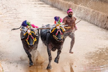 Kambala ya da Kambla, Hindistan 'ın Karnataka eyaletindeki çeltik tarlalarında yapılan yıllık bir bufalo yarışı sporu.
