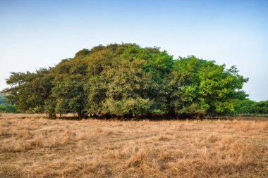 İnanılmaz Banyan Ağacı, Ficus benghalensis Hindistan 'da.