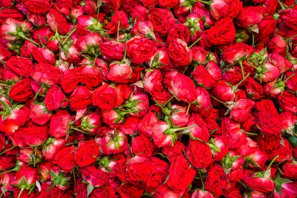 Fresh red roses heads cloe up background — Stock Photo, Image