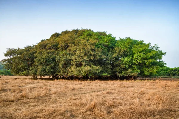 Niesamowite Drzewo Banyan, Ficus benghalensis w Indiach. — Zdjęcie stockowe