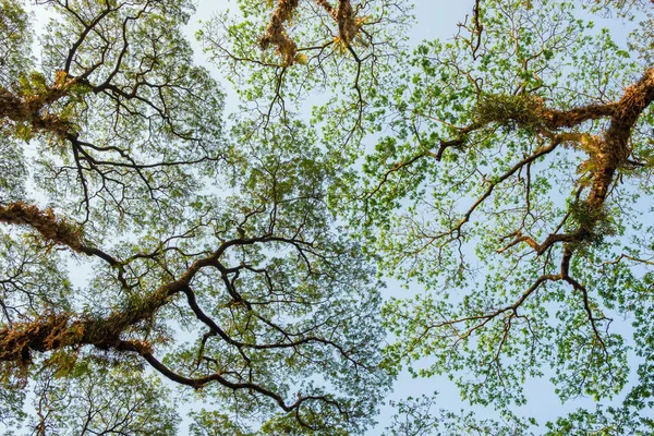 En levant les yeux vers un grand vieil arbre couvert de plantes et de mousse. — Photo