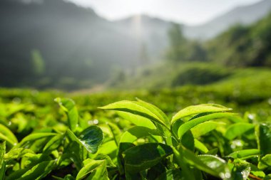 Munnar, Kerala, Hindistan 'daki çay tarlaları.