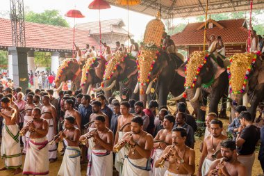Siva Tapınağı, Ernakulam, Kerala, Hindistan 'daki tapınak festivalinde filler süslenmiş.