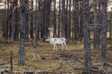 Laponya, Kuzey Finlandiya 'da çam ormanlarında otlayan vahşi ren geyikleri.