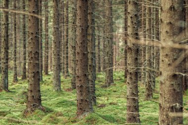 Mistik çam ve yeşil yosunlu köknar ağaçları ormanı.