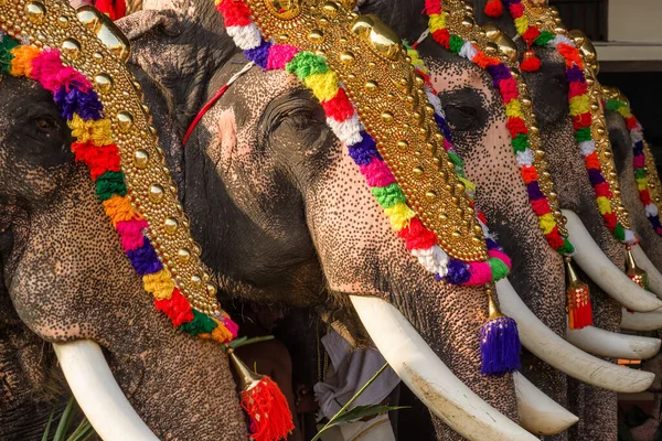 在印度喀拉拉拉邦Ernakulam的Siva庙宇举行的庙宇节上装饰大象 — 图库照片