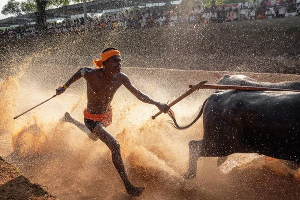 Kambala lub Kambla, coroczny wyścig bawołów uprawiany na polach ryżowych w stanie Karnataka, Indie — Zdjęcie stockowe
