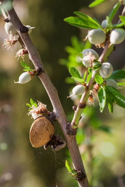 Гілка мигдалевого дерева зі старим стиглим горіхом і свіжим цвітінням крупним планом — стокове фото