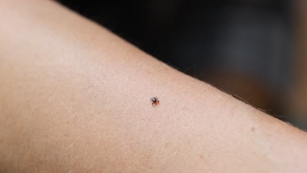 Tick crawling on the human hand close up — Stock Video