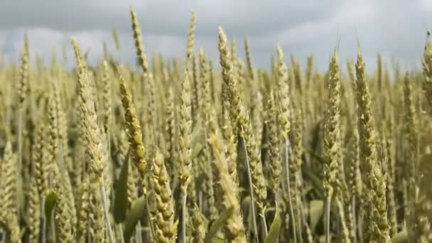 Goldene Weizenähren wiegen sich langsam im Wind Nahaufnahme — Stockvideo