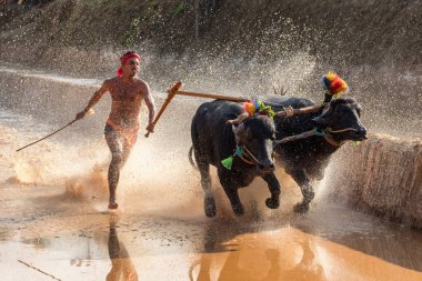 Kambala ya da Kambla, Hindistan 'ın Karnataka eyaletindeki çeltik tarlalarında yapılan yıllık bir bufalo yarışı.