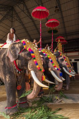 Siva Tapınağı, Ernakulam, Kerala, Hindistan 'daki tapınak festivalinde filler süslenmiş.