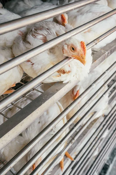 Pollería en el mercado en la India. — Foto de Stock