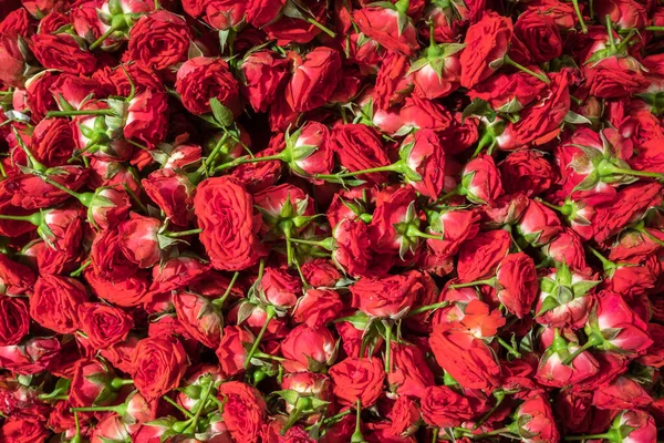 Fresh red roses heads cloe up background — Stock Photo, Image