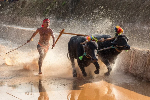 Kambala o Kambla, una carrera anual de búfalos llevada a cabo en arrozales en el estado de Karnataka, India — Foto de Stock