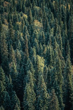 İlk karla kaplı ladin ağacı ormanı