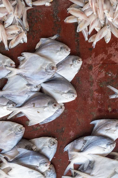 Fresh fish on display at seafood market in Fort Kochi, India. — Stockfoto