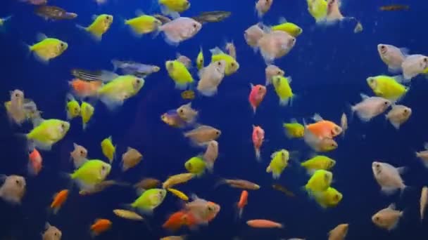 Petits poissons aquariums décoratifs colorés nageant sur fond bleu — Video