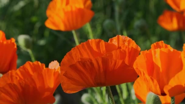 Mohnblumen aus nächster Nähe im grünen Feld — Stockvideo