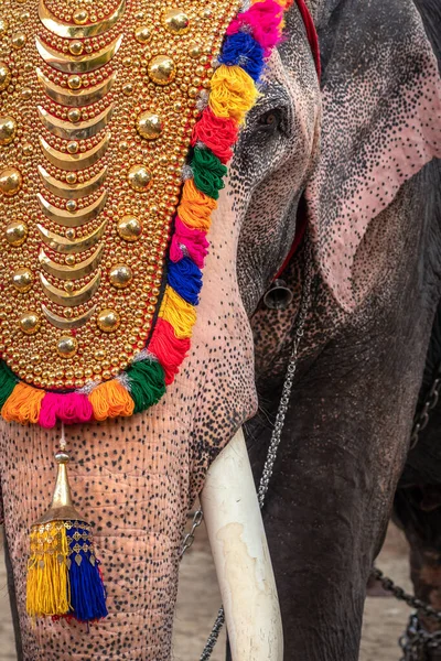 Dekorerad elefant på tempelfestival på nära håll i Kerala, Indien — Stockfoto