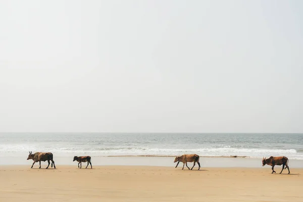 Indian holy cows slowly wander on an empty beach in Goa — Stock Photo, Image