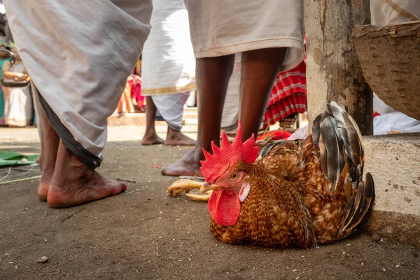 Rooster with tied legs on the ground prepared for religious sacrifice during hindu festival in India — Stock Photo, Image