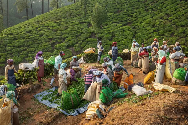 Indian women tea pickers at the Munnar tea plantations in Kerala, India. — Stock fotografie