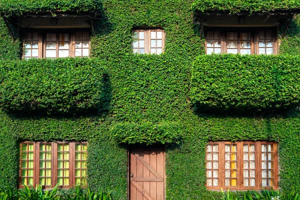 Casa de campo com a fachada coberta com planta de hera — Fotografia de Stock