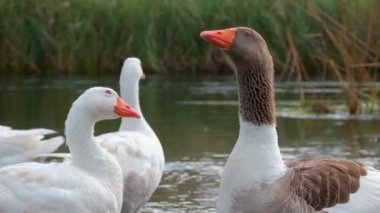 Güzel kaz, tanınabilir kornasını çalıyor.