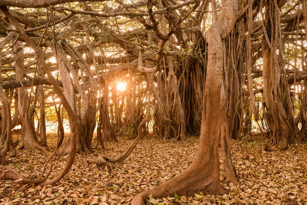 Erstaunlicher Banyan-Baum im Morgensonnenlicht — Stockfoto