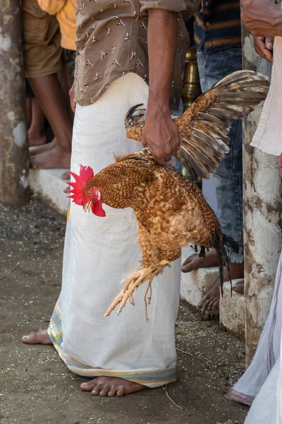 Coq avec les jambes liées préparé pour le sacrifice religieux pendant la fête hindoue en Inde — Photo