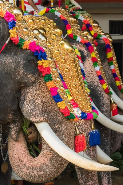 Decorated elephants at temple festival in Siva temple, Ernakulam, Kerala, India — Stock Photo, Image