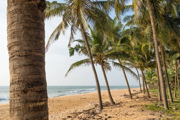 Larga playa tropical vacía con palmeras de coco en Kerala, India —  Fotos de Stock