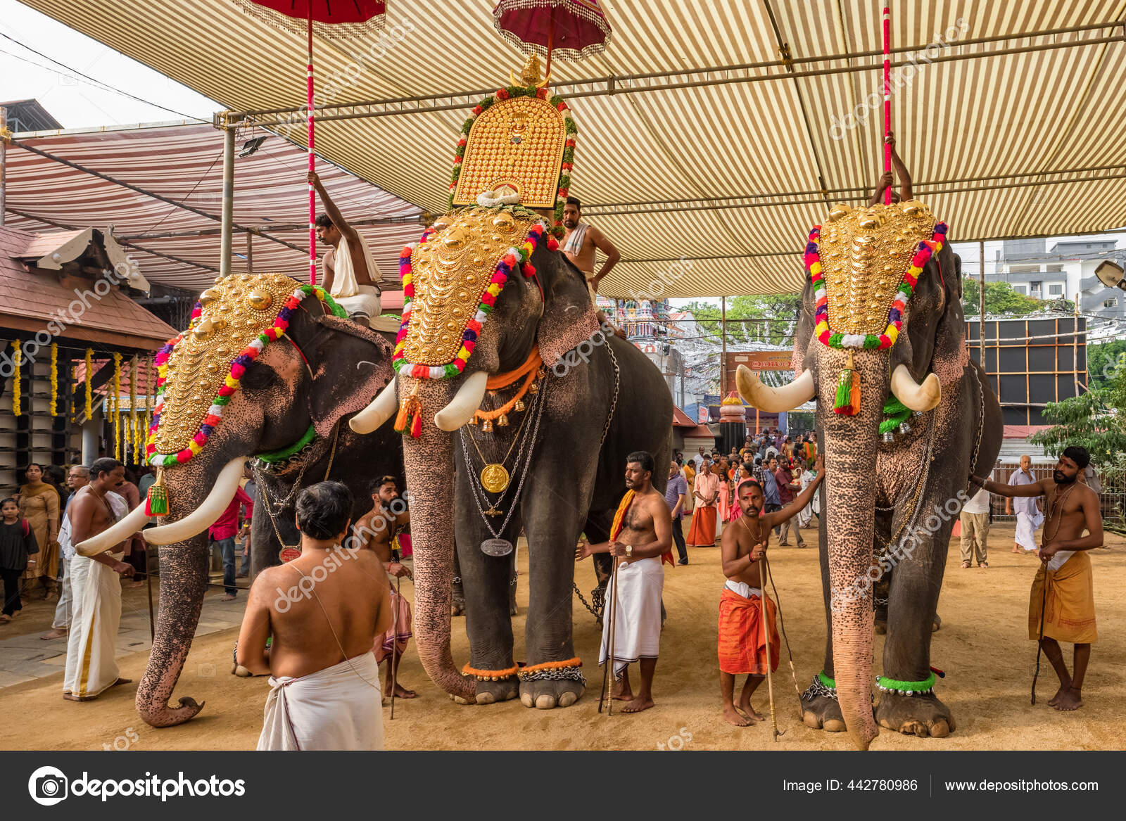 Decorated Kerala Elephants