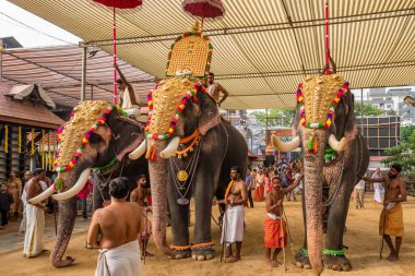 Hindistan 'ın Kerala eyaletinin Ernakulam kentindeki Siva tapınağında düzenlenen yıllık tapınak festivaline madalyalı filler katılıyor.