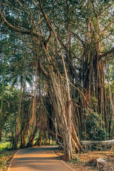 Estrada através do arco natural na árvore banyan enorme em Goa, Índia — Fotografia de Stock