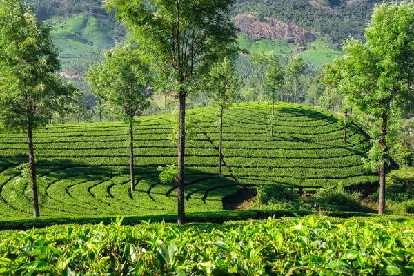 Beautiful fresh green tea plantations landscape in Munnar, Kerala, India