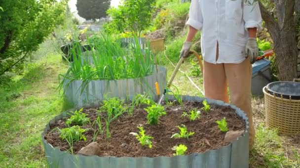Полив салатной зелени в огороде из органических овощей — стоковое видео