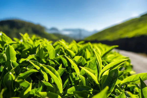 Foglie di tè verde da vicino nelle piantagioni di tè a Munnar, India — Foto Stock