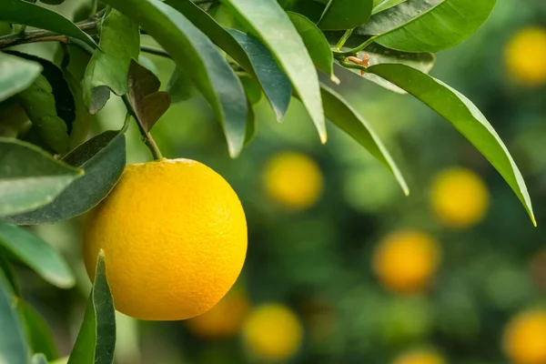 Laranja madura pendurada em uma árvore no jardim de frutas — Fotografia de Stock