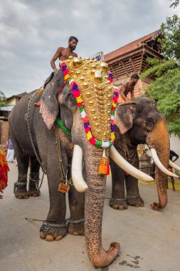 Siva Tapınağı, Ernakulam, Kerala, Hindistan 'daki tapınak festivalinde filler süslenmiş.