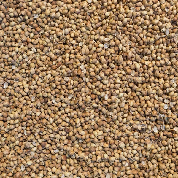 Organic Dried coriander seeds Coriandrum sativum close-up background — Stock Photo, Image