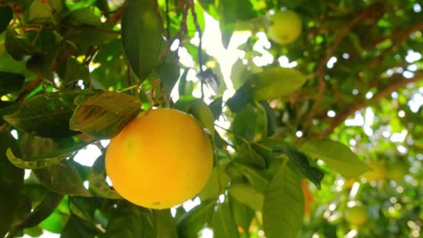 Naranja madura colgando de un árbol en el jardín frutal — Vídeo de stock