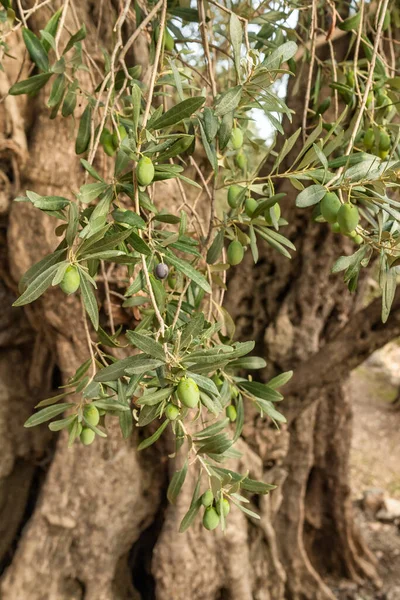 Close-up of the olive tree branch with green olives and leaves — Stock Photo, Image