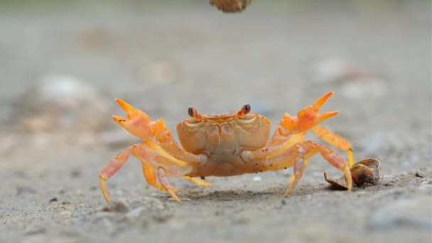 Land crab in defensive position annoyed by aggressive stick — Stock Video