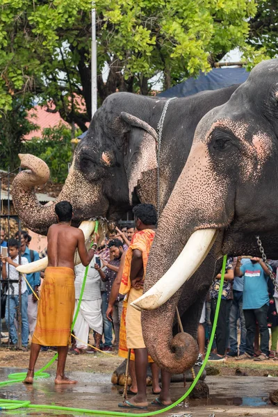 Temple elephants in Siva temple in Ernakulam, Kerala state, India — Stock Photo, Image
