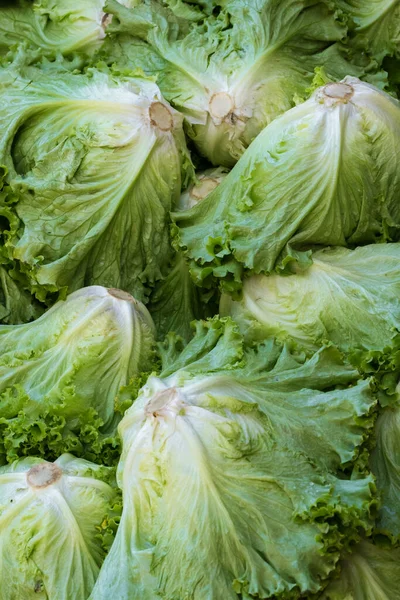 Fresh lettuce salad leaves close-up on the farmers market — Stock Photo, Image