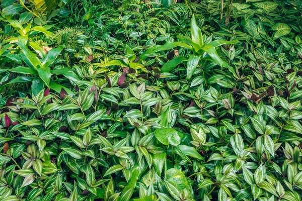 Grüne tropische Gartenpflanzen aus nächster Nähe. — Stockfoto