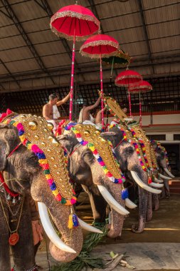Siva Tapınağı, Ernakulam, Kerala, Hindistan 'daki tapınak festivalinde filler süslenmiş.