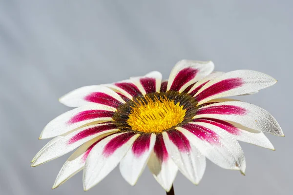 Rocío gotas en la hermosa flor blanca rosa —  Fotos de Stock